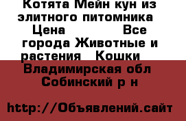 Котята Мейн-кун из элитного питомника › Цена ­ 20 000 - Все города Животные и растения » Кошки   . Владимирская обл.,Собинский р-н